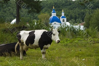 Cow and church