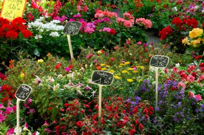 Flower market