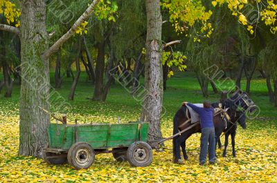 horse with foal in autumn forest