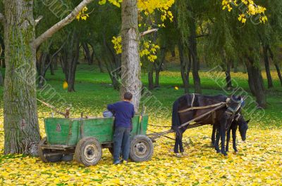 horse with foal in autumn forest