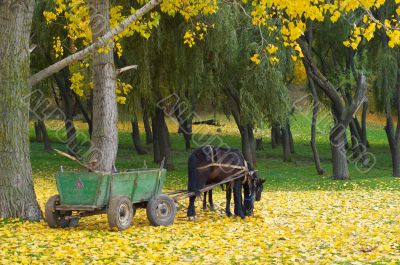  horse in autumn forest