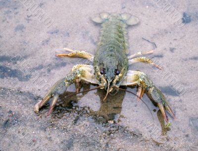 Crayfish On The River-Bank