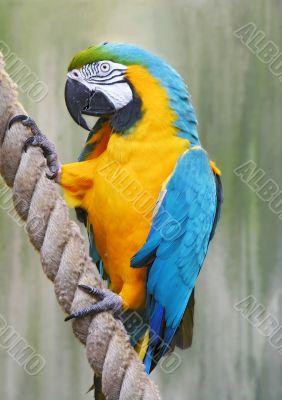 Parrot, Blue-and-yellow Macaw