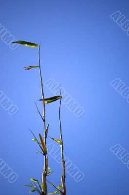 Bamboo on the wind
