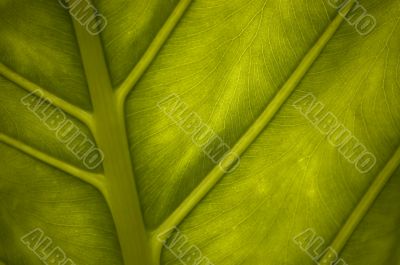 Green leaf close-up