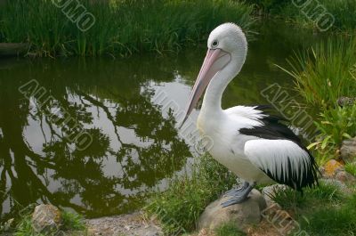 Lonely pelican at the pond.