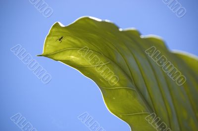 Long journey on spider along the big green leaf