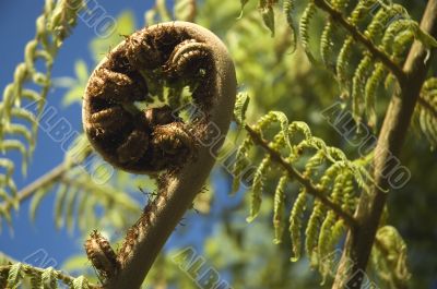 Koru - new leaf and life