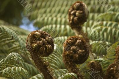 Silvern fern new leaves - koru