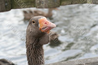 Goose head