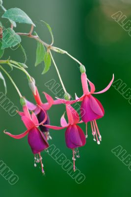 Flower Bells