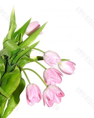 light red tulips
