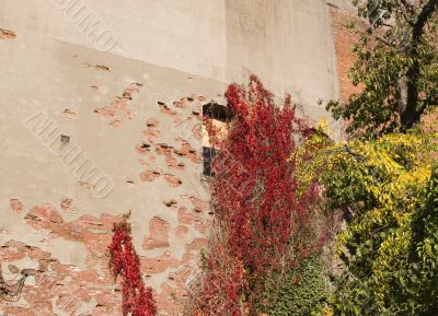Vines on Old Wall