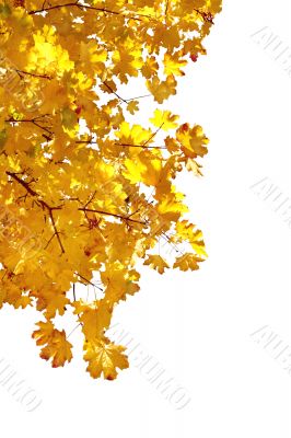 Branch of autumn leaves on white background