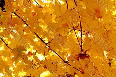 Orange leaves of Autumn