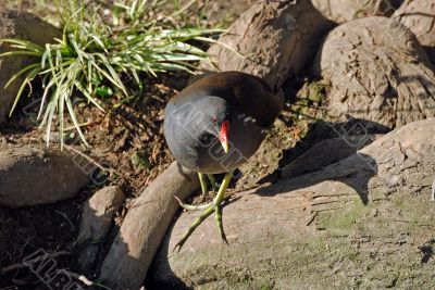 Gallinula chloropus