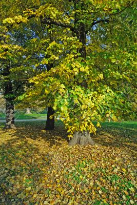 Autumn