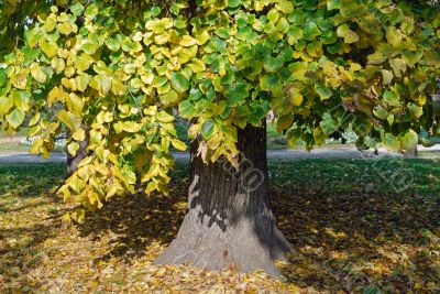 Autumn