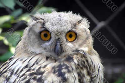 look of owl