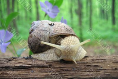 Nature snail