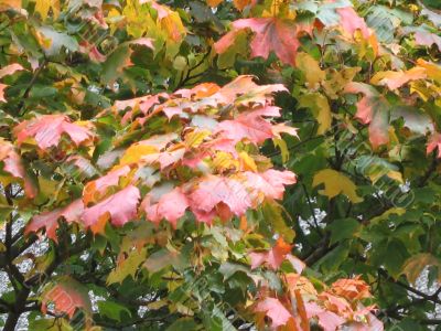 autumn scene: coloured leaves
