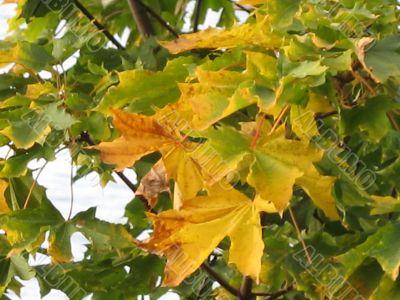 autumn scene: coloured leaves