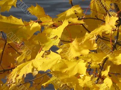 autumn scene: coloured leaves