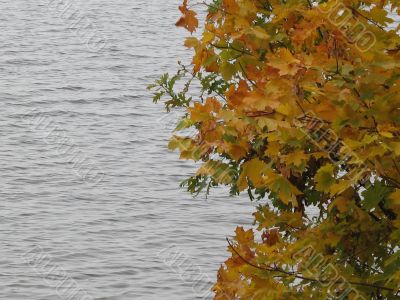 autumn scene: coloured leaves