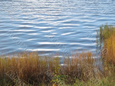 autumn scene: coloured leaves