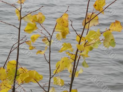 autumn scene: coloured leaves