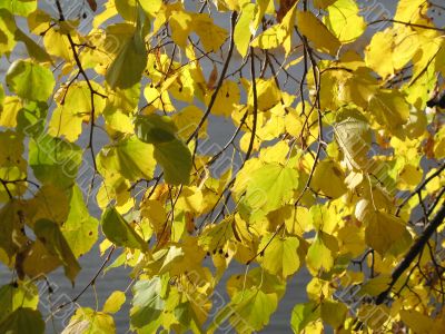 autumn scene: coloured leaves