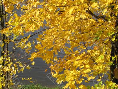 autumn scene: coloured leaves