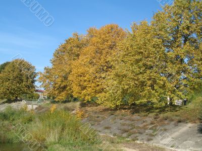 autumn scene: coloured leaves