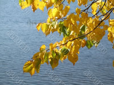 autumn scene: coloured leaves