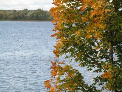autumn scene: coloured leaves
