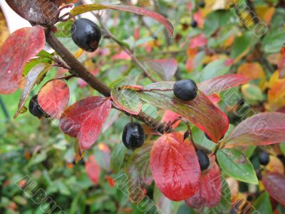 autumn scene: coloured leaves