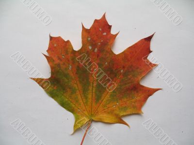 autumn scene: coloured leaves