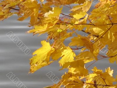 autumn scene: coloured leaves