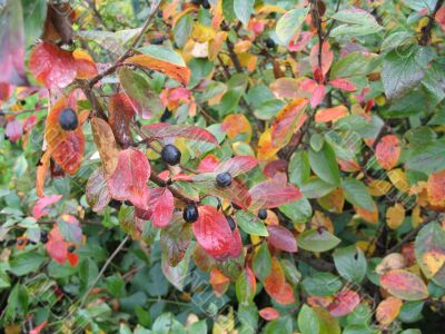 autumn scene: coloured leaves