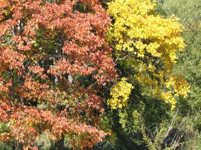 autumn scene: coloured leaves