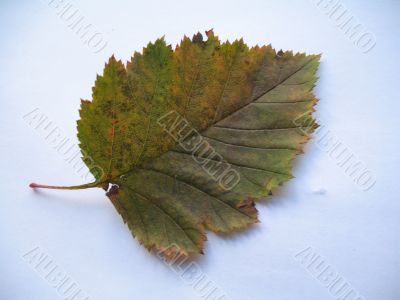 autumn scene: coloured leaves