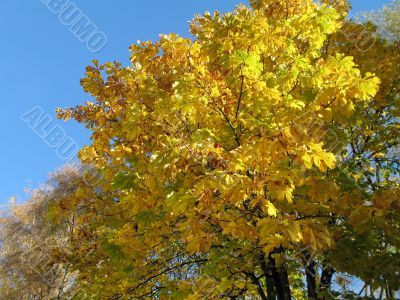 autumn scene: coloured leaves