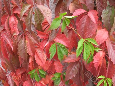 autumn scene: coloured leaves