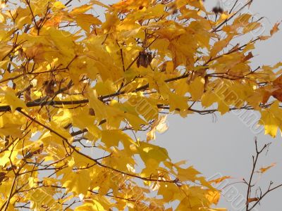 autumn scene: coloured leaves