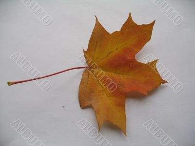 autumn scene: coloured leaves