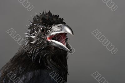 raven