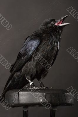 raven