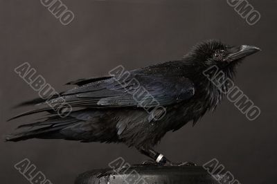 raven