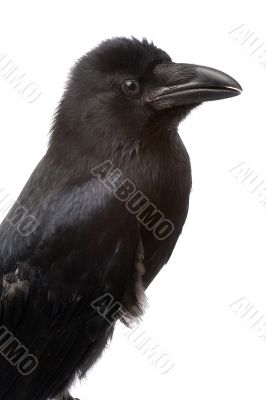 raven