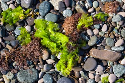 sea beach texture